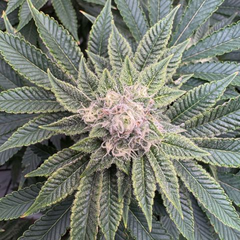 Velvet Moon  growlog timeline photo