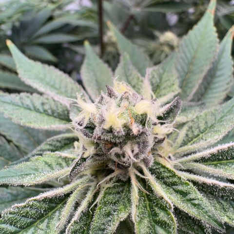 Velvet Moon  growlog timeline photo