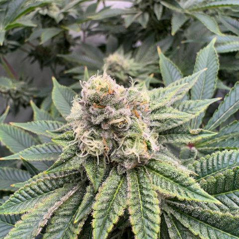 Velvet Moon  growlog timeline photo