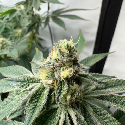 Velvet Moon  growlog timeline photo