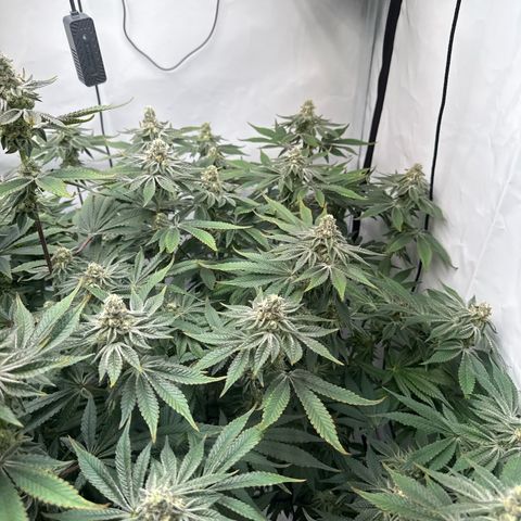 Velvet Moon  growlog timeline photo
