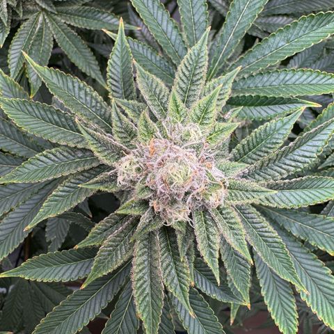 Velvet Moon  growlog timeline photo