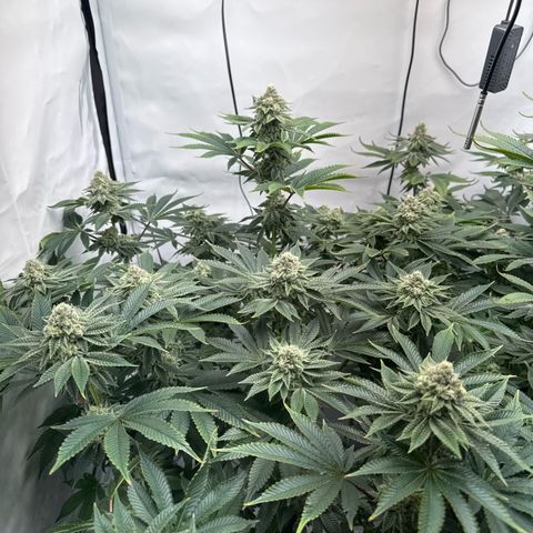 Velvet Moon  growlog timeline photo