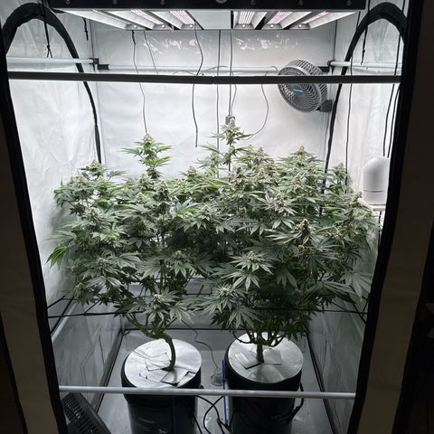 Velvet Moon  growlog timeline photo