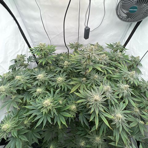 Velvet Moon  growlog timeline photo
