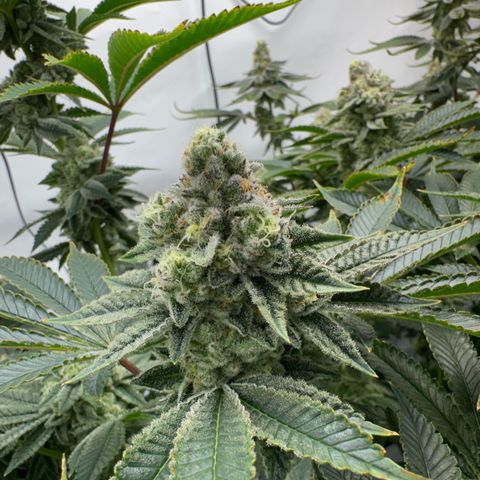 Velvet Moon  growlog timeline photo
