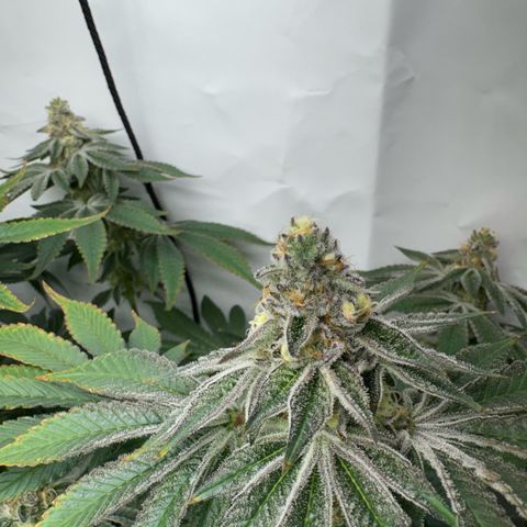 Velvet Moon  growlog timeline photo