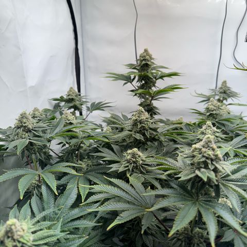Velvet Moon  growlog timeline photo