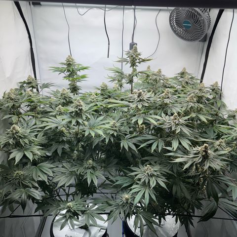 Velvet Moon  growlog timeline photo