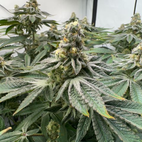 Velvet Moon  growlog timeline photo