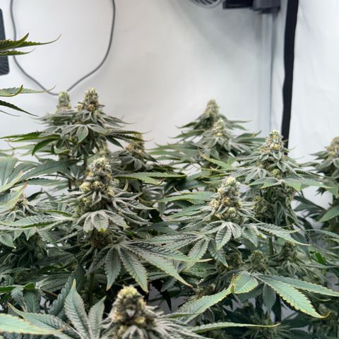Velvet Moon  growlog timeline photo