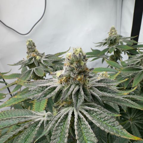 Velvet Moon  growlog timeline photo