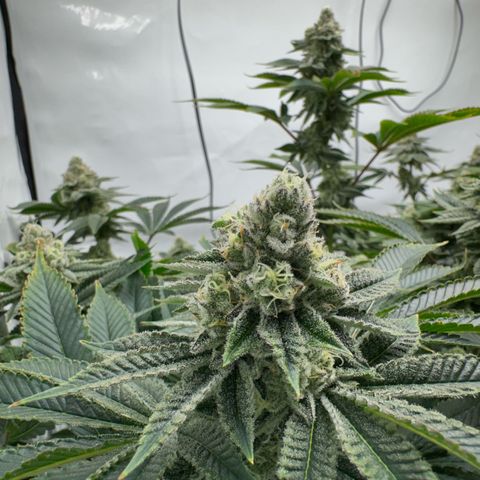 Velvet Moon  growlog timeline photo