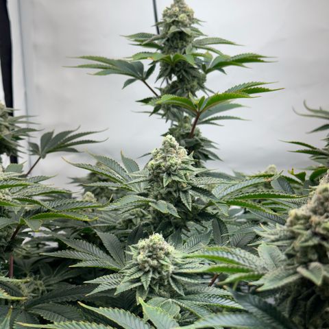 Velvet Moon  growlog timeline photo