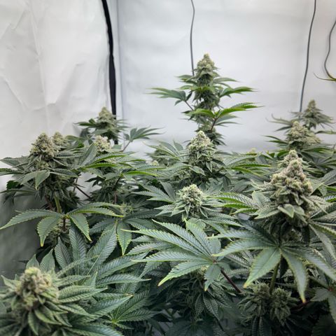Velvet Moon  growlog timeline photo