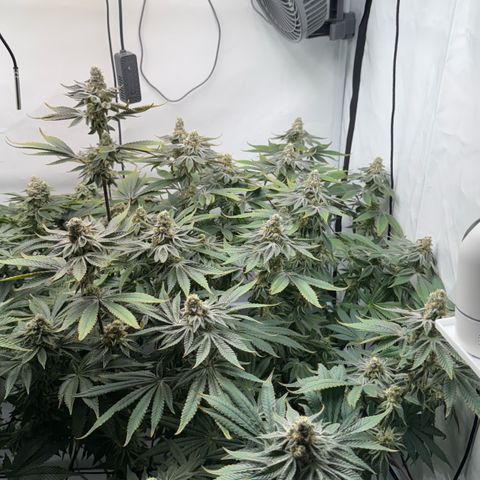 Velvet Moon  growlog timeline photo