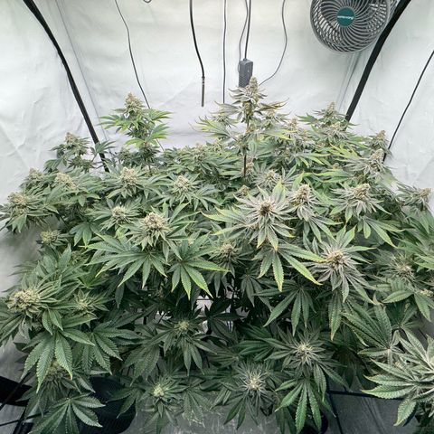 Velvet Moon  growlog timeline photo