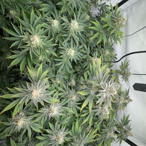 Velvet Moon  growlog timeline photo
