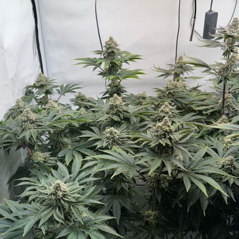 Velvet Moon  growlog timeline photo