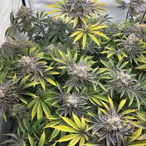 Velvet Moon  growlog timeline photo