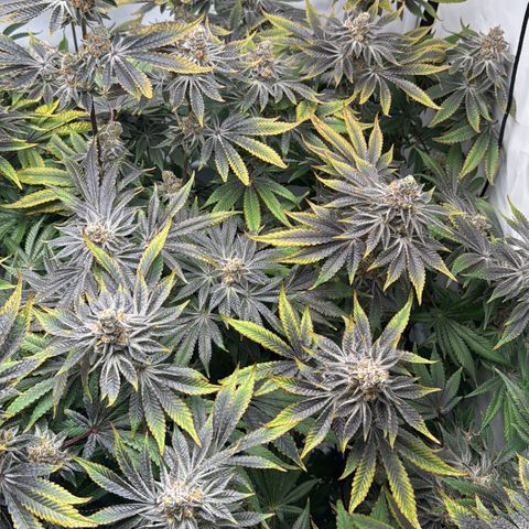 Velvet Moon  growlog timeline photo