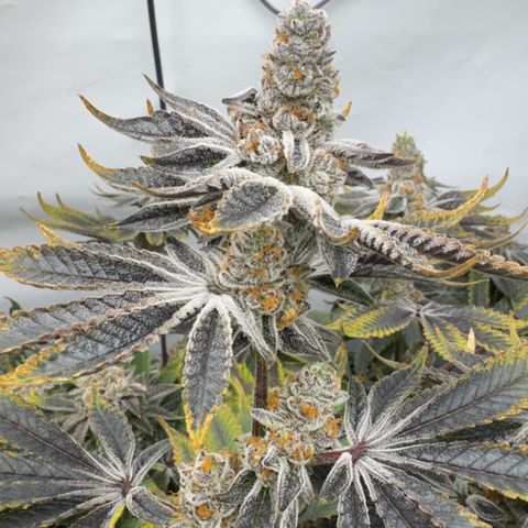 Velvet Moon  growlog timeline photo
