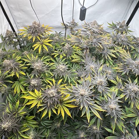 Velvet Moon  growlog timeline photo