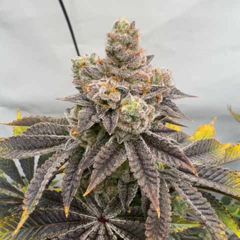 Velvet Moon  growlog timeline photo