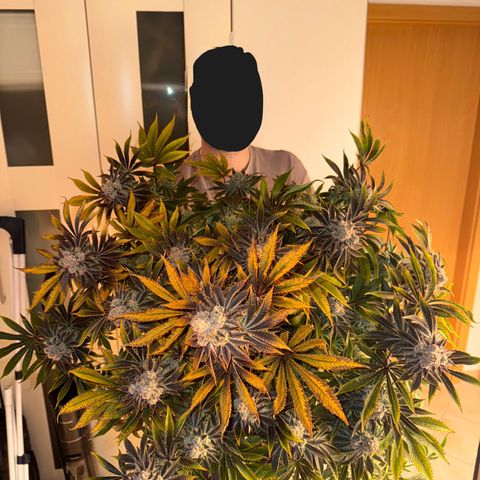 Velvet Moon  growlog timeline photo