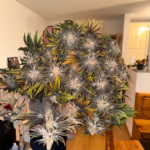 Velvet Moon  growlog timeline photo