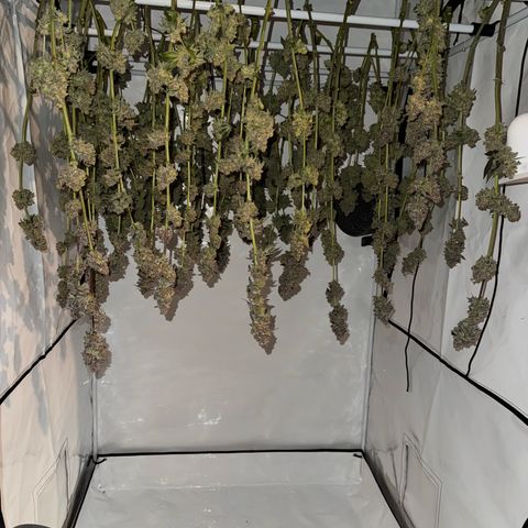 Velvet Moon  growlog timeline photo