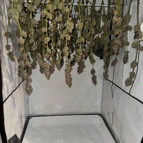 Velvet Moon  growlog timeline photo