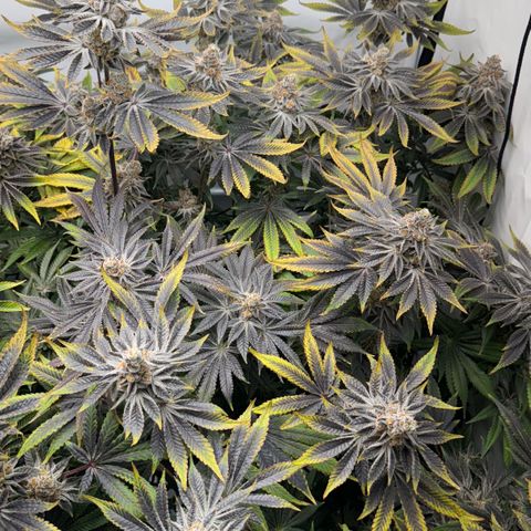 Velvet Moon  growlog timeline photo