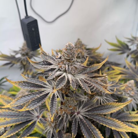 Velvet Moon  growlog timeline photo