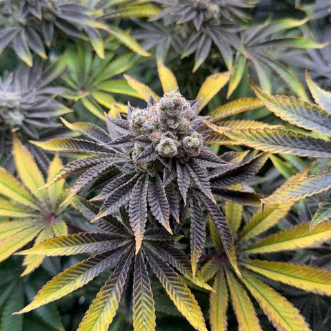 Velvet Moon  growlog timeline photo