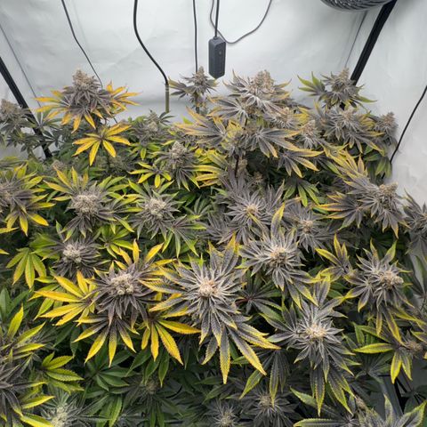 Velvet Moon  growlog timeline photo