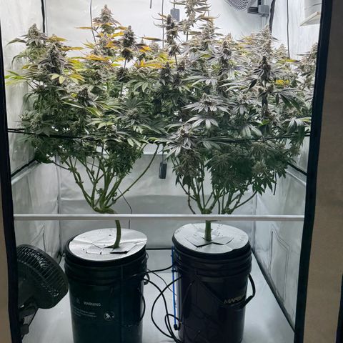 Velvet Moon  growlog timeline photo