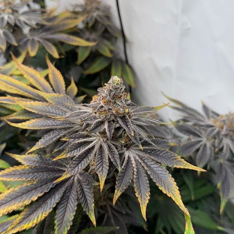 Velvet Moon  growlog timeline photo