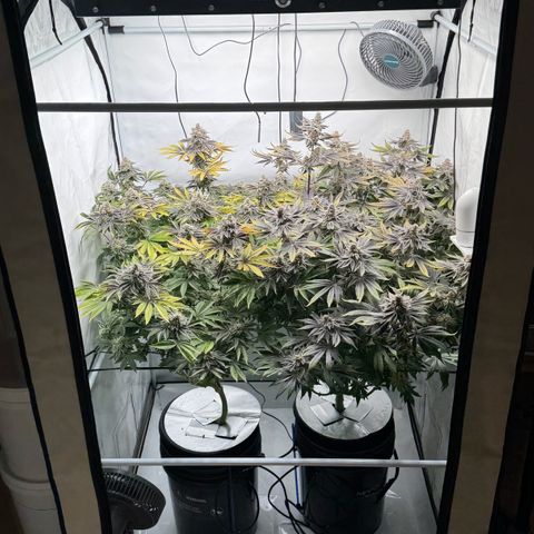 Velvet Moon  growlog timeline photo
