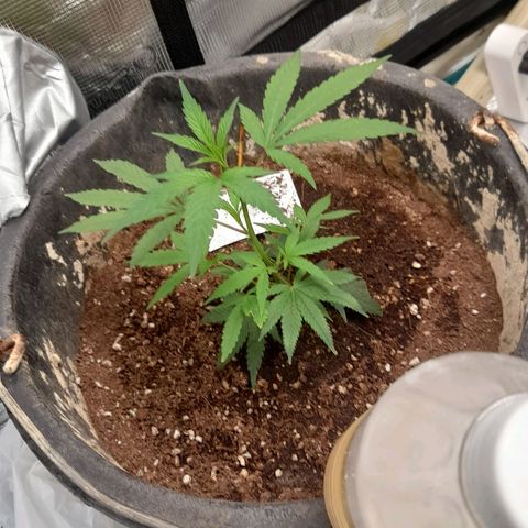 Grand Daddy Purple growlog timeline photo