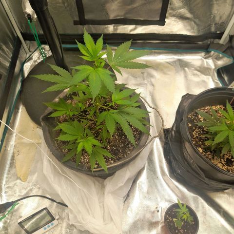 Grand Daddy Purple growlog timeline photo