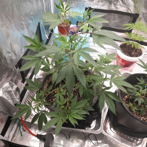 Grand Daddy Purple growlog timeline photo
