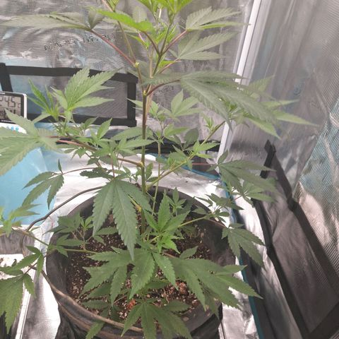 Grand Daddy Purple growlog photo: Update 