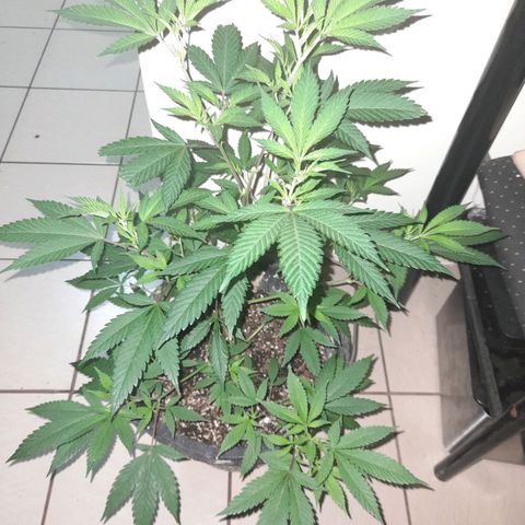 Grand Daddy Purple growlog timeline photo