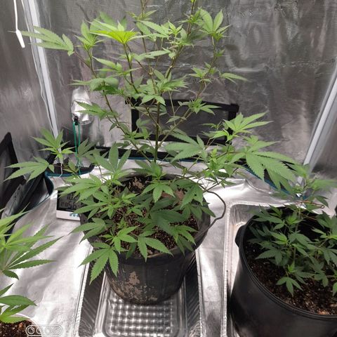 Grand Daddy Purple growlog timeline photo