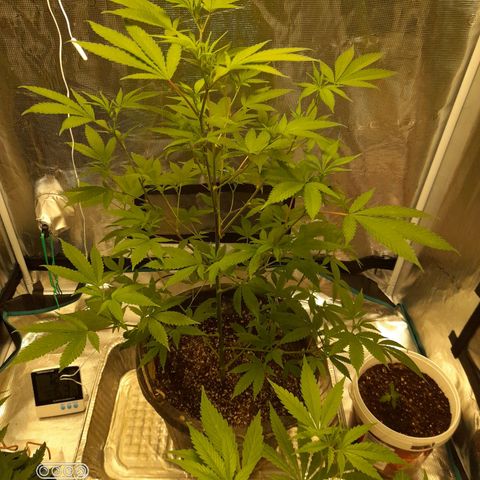 Grand Daddy Purple growlog photo: Flower pistal coming out 