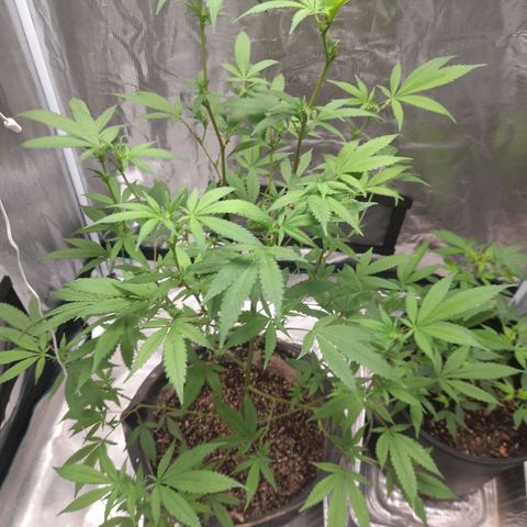 Grand Daddy Purple growlog timeline photo
