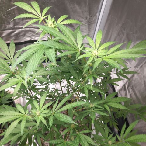 Grand Daddy Purple growlog timeline photo