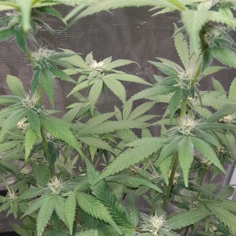 Grand Daddy Purple growlog timeline photo