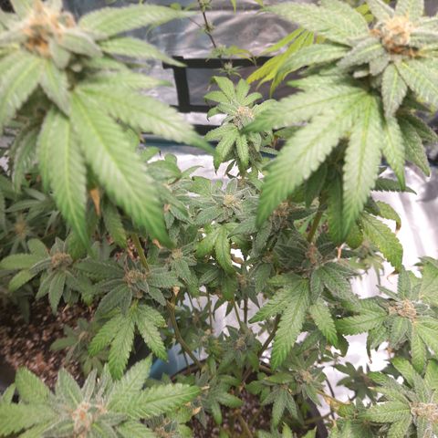 Grand Daddy Purple growlog timeline photo
